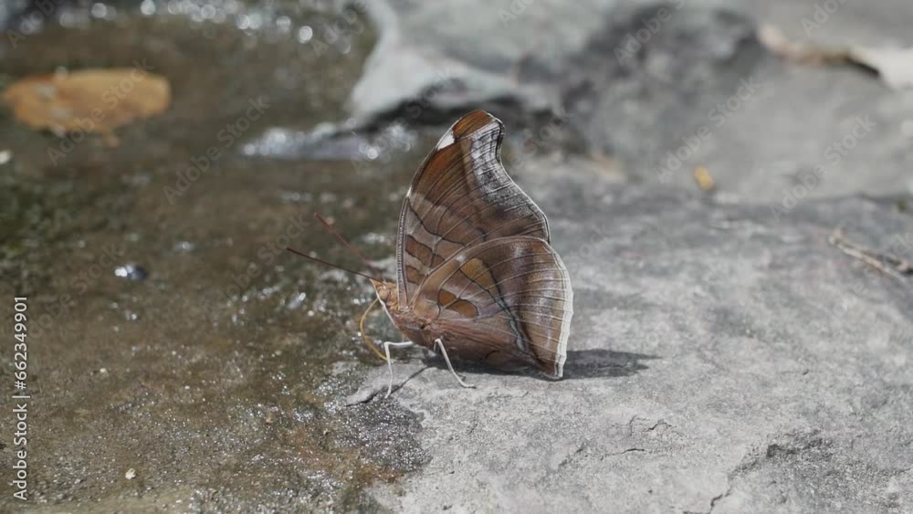 beautiful butterfly drinking from a puddle at Magdalena river, a narrow gab at Estrecho de Magdalena, causing whitewater rapids, a popular tourist destination near san agustin in Colombia. beautiful butterfly drinking from a puddle at Magdalena river, a narrow gab at Estrecho de Magdalena, causing whitewater rapids, a popular tourist destination near san agustin in Colombia.