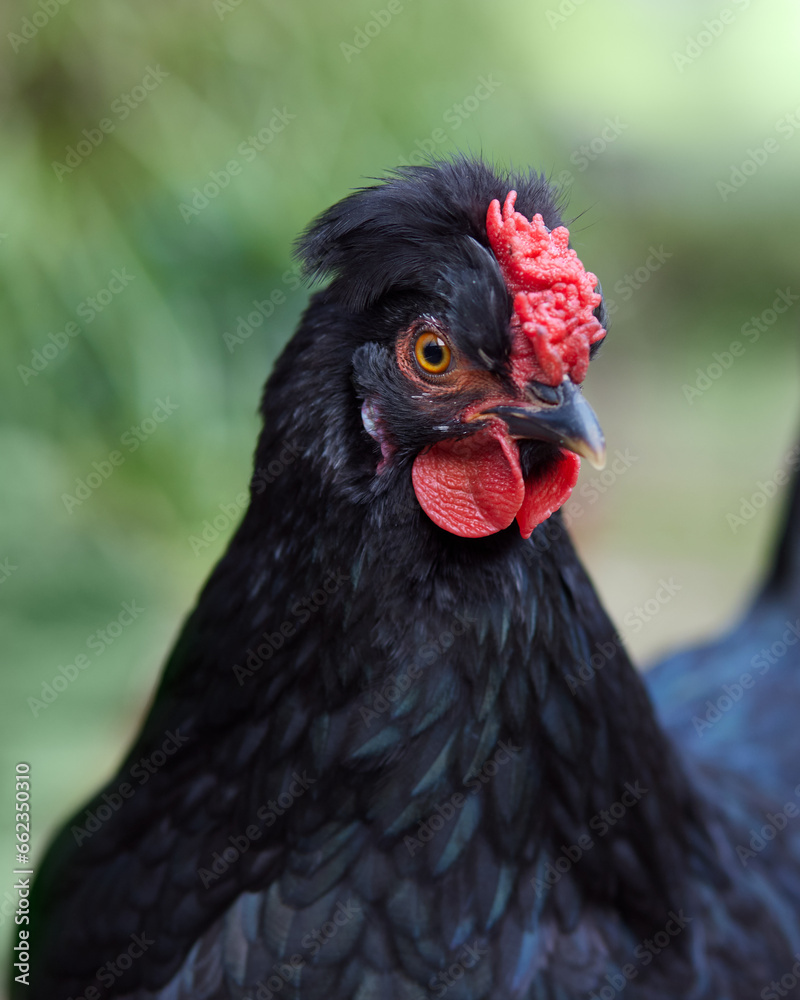 Closeup portrait of a black hen