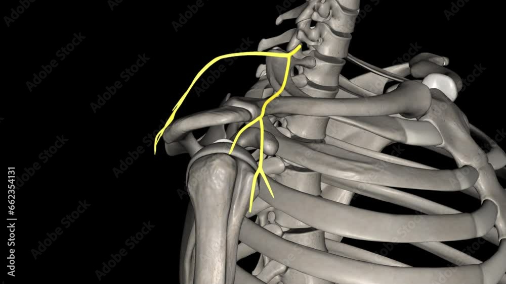 The suprascapular nerve is the lateral branch of the superior trunk of
