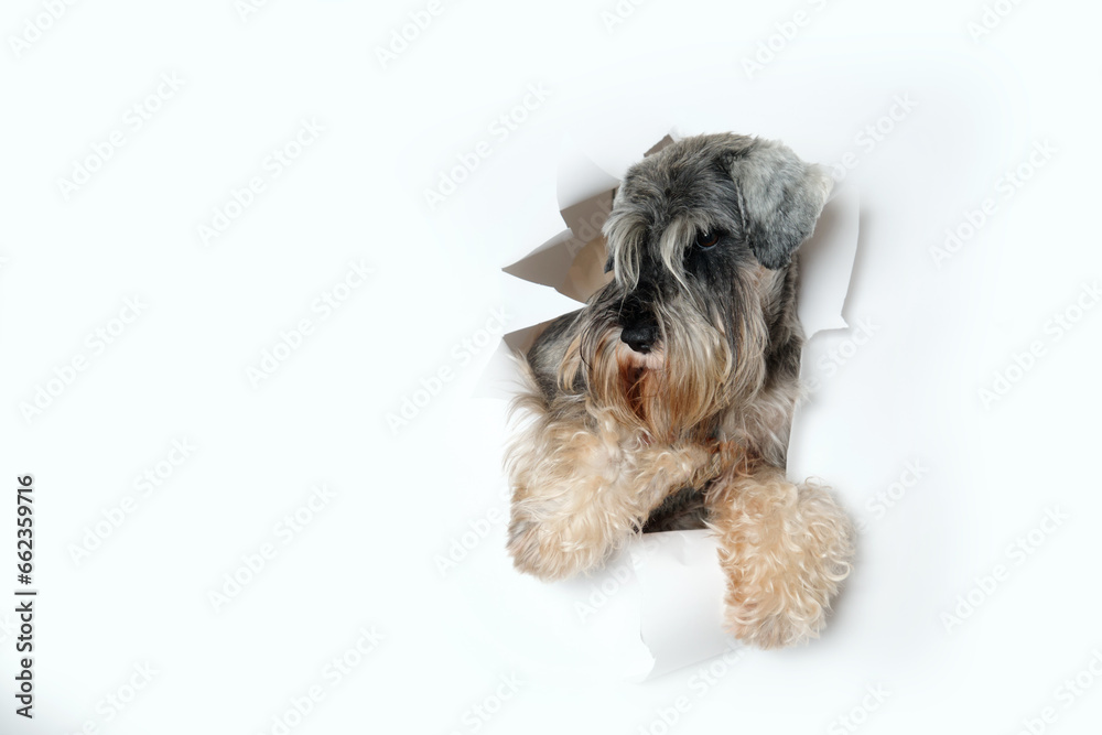 Happy miniature schnauzer dog looking through hole in white paper, pet through a hole in a white studio background