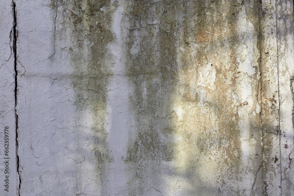Obraz premium Old concrete wall with shadow of tree on it. Abstract background.
