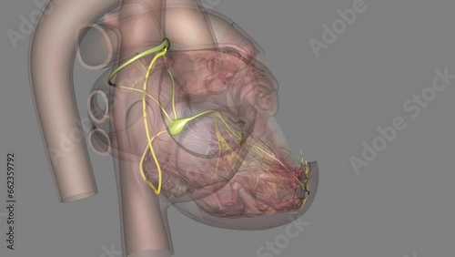 The posterior internodal tract starts at the posterior margin of the sinus node . photo