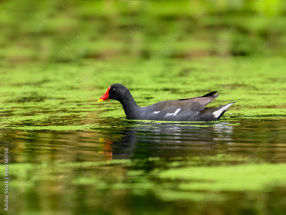 Common Moorhen or Eurasian Moorhen swimming on algae bloom pond Common Moorhen or Eurasian Moorhen swimming on algae bloom pond