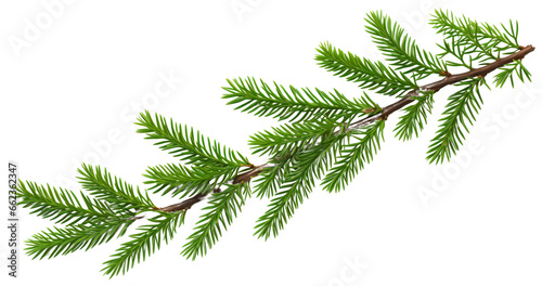 Christmas tree branch. Isolated on a transparent background.