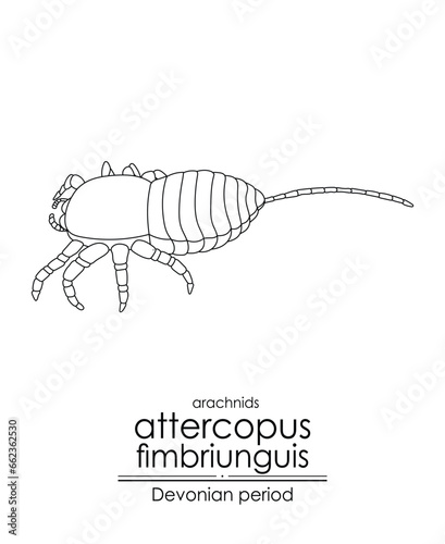 Attercopus fimbriunguis, a Devonian period arachnid, the oldest-known spider, black and white line art illustration. Ideal for both coloring and educational purposes