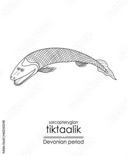 Tiktaalik, a Devonian period sarcopterygian, an extinct fishlike aquatic animal, black and white line art illustration. Ideal for both coloring and educational purposes