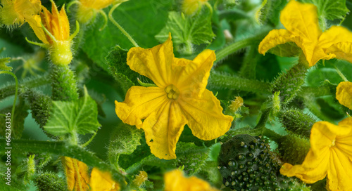 Young flowering cucumber plant with yellow flowers