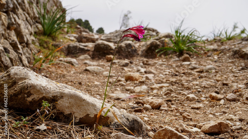 Acker-Gladiole am Wegesrand