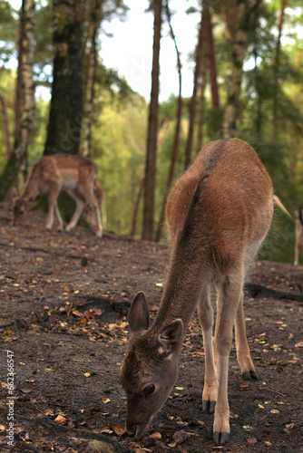 Damwild auf Futtersuche © Merle