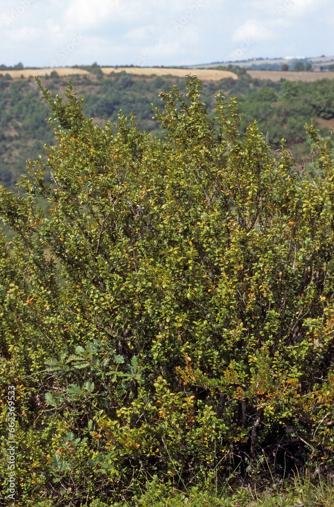 Buxus sempervirens, Buis Buxus sempervirens, Buis