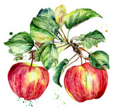 Jabłka na gałęzi ilustracja