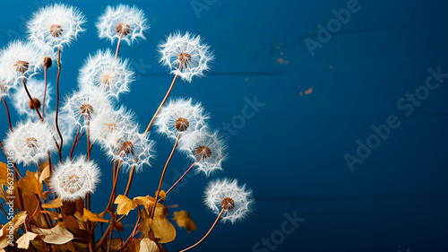dandelion in blue sky.