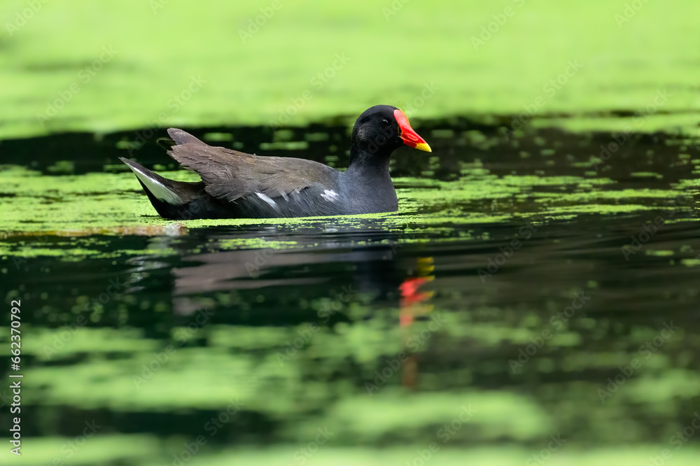 Common Moorhen or Eurasian Moorhen swimming on algae bloom pond Common Moorhen or Eurasian Moorhen swimming on algae bloom pond