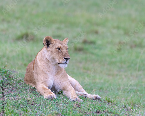 Female Lion laying down and keeping a watchful eye over the pride, Masai Mara, Kenya