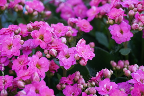 Pinke Kalanchoe