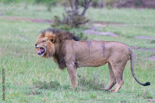Fototapeta Naklejka Na Ścianę i Meble -  Adult Male Lion with injury, Masai Mara, Kenya