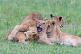  Lion Cubs playing, Masai Mara, Kenya