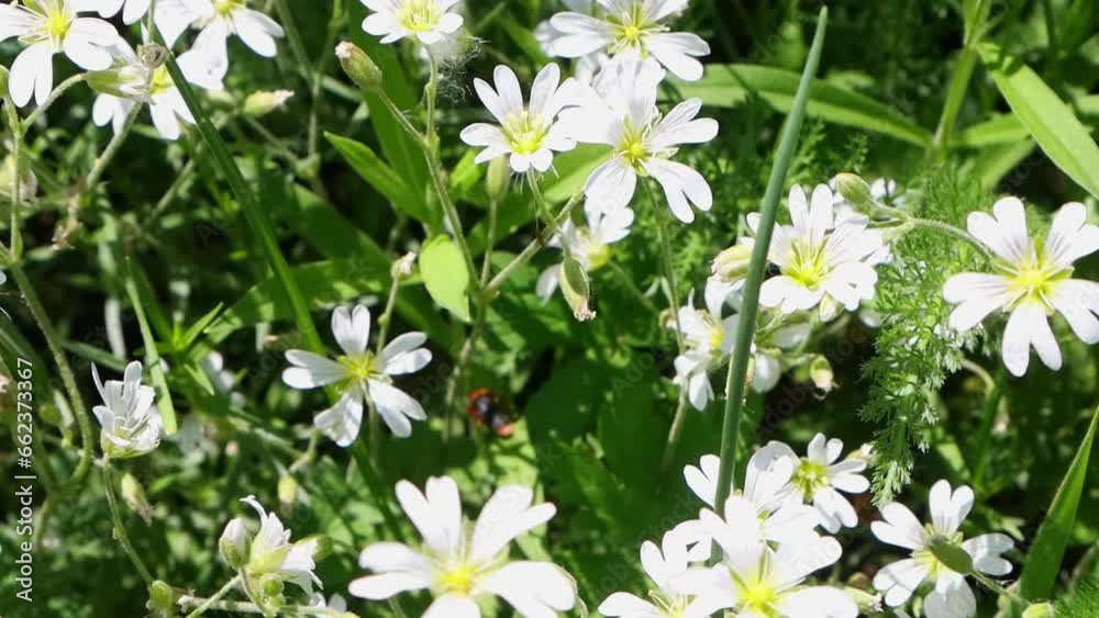 Spring small white flowers close-up under bright sunlight, lifestyle Spring small white flowers close-up under bright sunlight, lifestyle