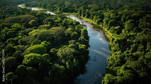 lush Amazon rainforest from an elevated perspective