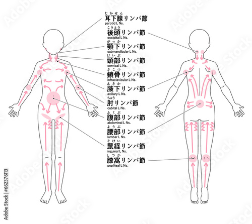 全身の主なリンパ節の位置