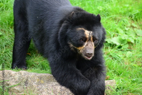 Andean bear, endangered mammal by humans encroaching on there habitat.