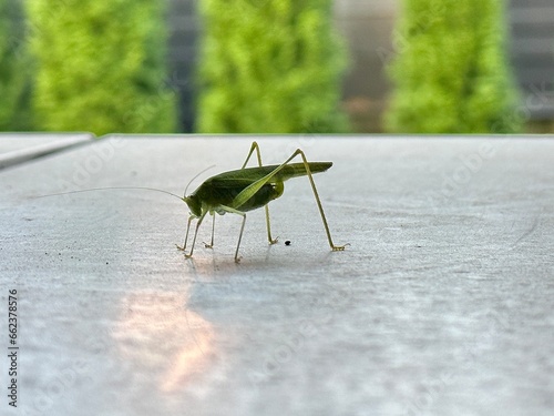 An insect with large whiskers and eyes. Green grasshopper with large paws, close-up. Cricket in the garden on the terrace.