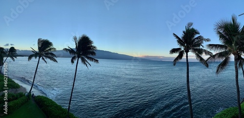 Tropical Palm Trees Ocean Views