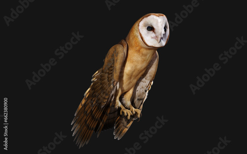 3d Illustration of a barn owl poses isolated on a black background with clipping path.
