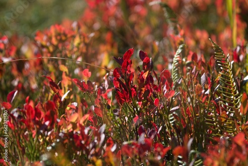 Beautiful Autumn - blueberries with red leaves at a sunny autumn morning on the mountains  