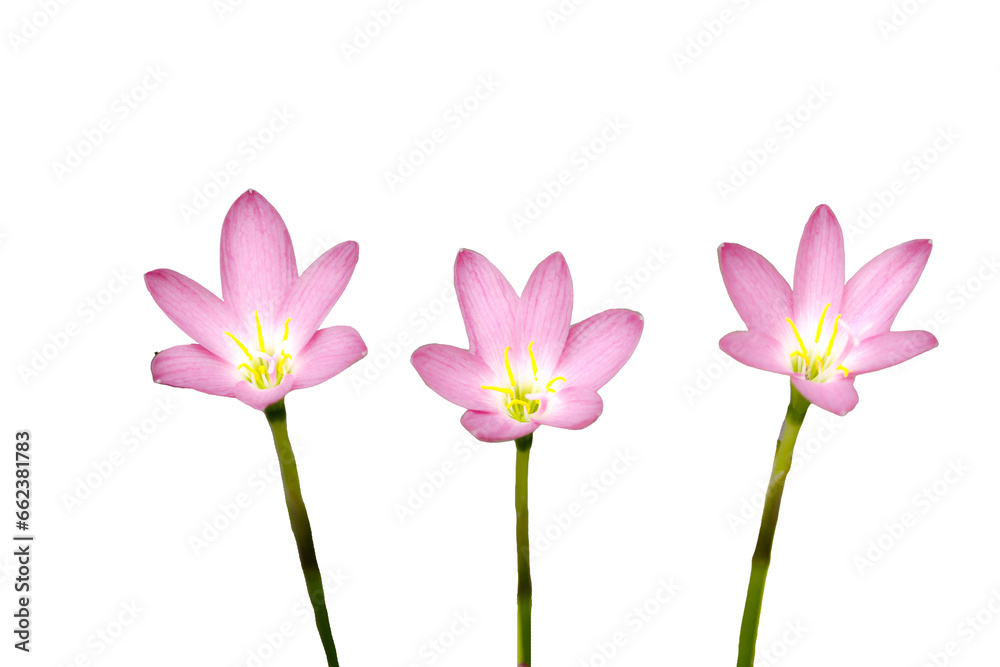 Beautiful zephyranthes flower Isolated On white background . 