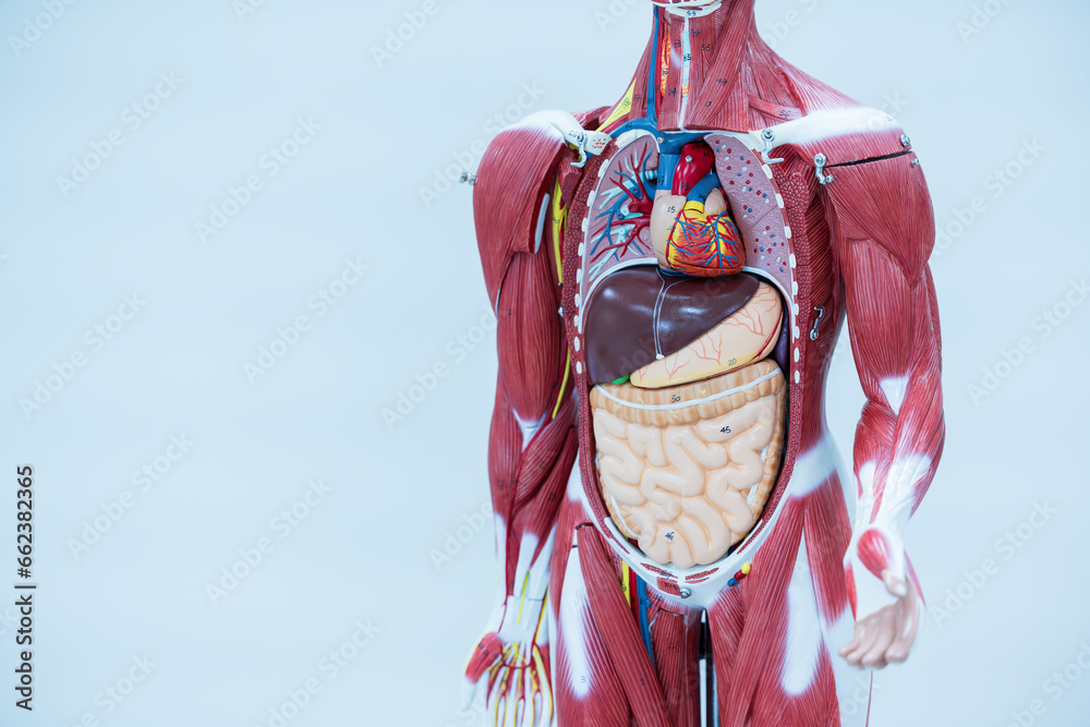 Anatomy human body model isolated on white background.Part of human ...