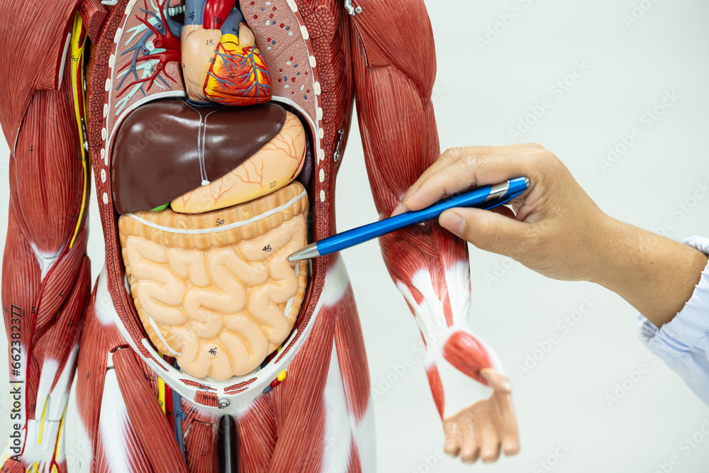 Anatomy human body model isolated on white background.Part of human ...