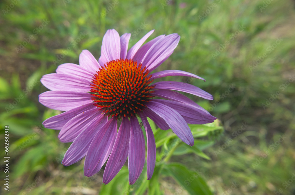 Obraz premium Purple Coneflower