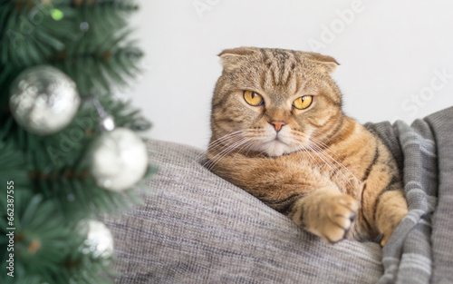 The cat lies near the Christmas tree.