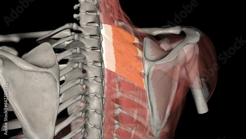 The serratus posterior superior elevates the ribs and thus supports inspiration . photo