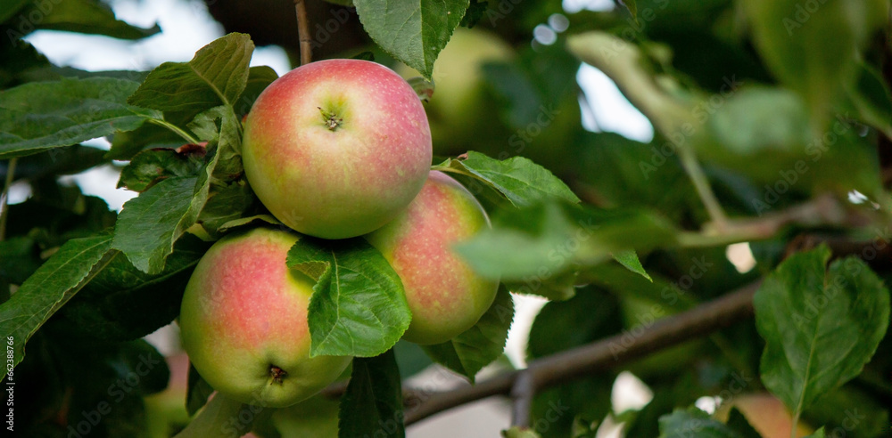 harvest of apples on the tree. Selective focus. harvest of apples on the tree. Selective focus.