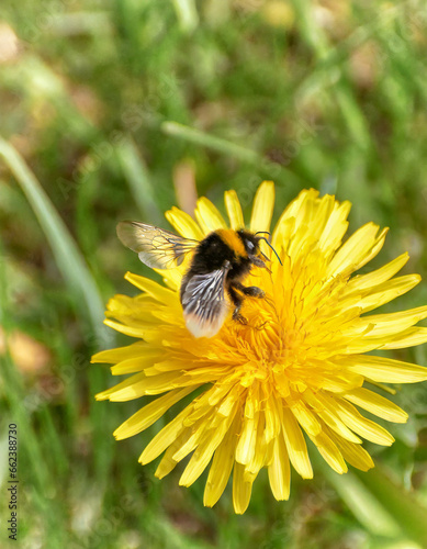 Bumblebee on a dandelion in summer