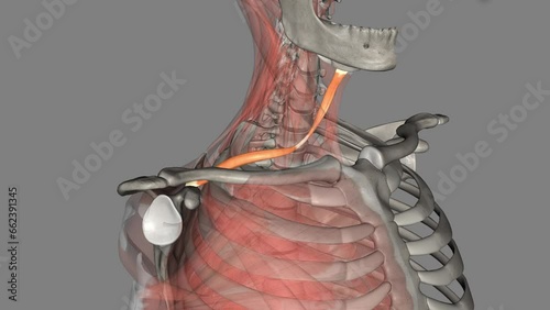 The omohyoid muscle is a muscle in the neck. It is one of the infrahyoid muscles . photo