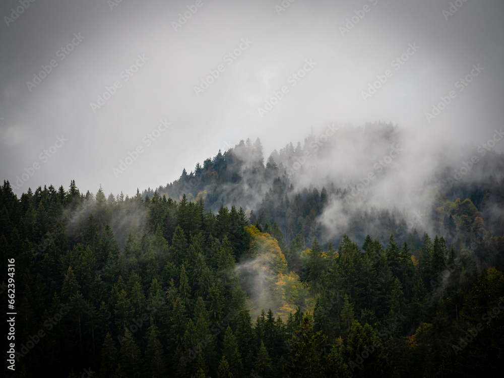 Wolkenverhangener Wald