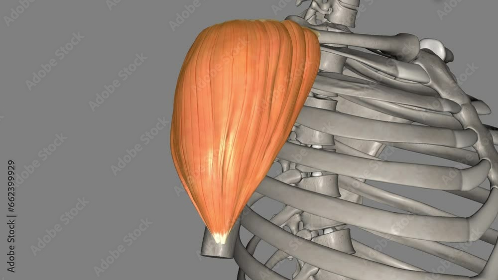 The Deltoid muscle is a large triangularshaped muscle that lies over