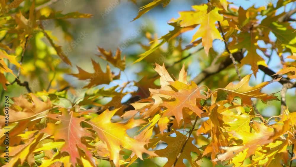 Golden oak leaves sway in breeze on sunny autumn day against backdrop of clear blue sky, capturing essence of picturesque fall season. Scene is perfect for use in nature or autumn themed projects Golden oak leaves sway in breeze on sunny autumn day against backdrop of clear blue sky, capturing essence of picturesque fall season. Scene is perfect for use in nature or autumn themed projects