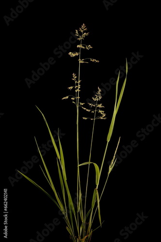 Smooth Meadow Grass (Poa pratensis). Habit