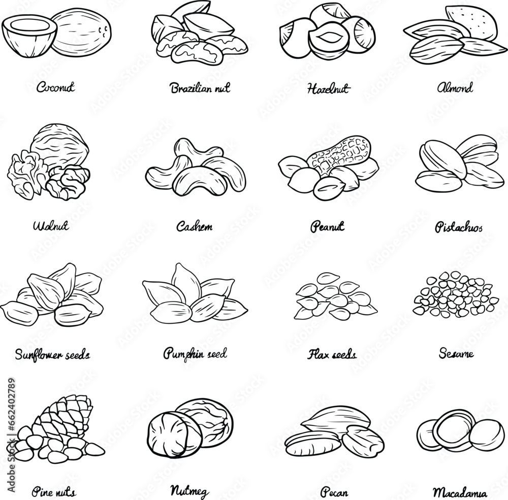 vector set of legumes, coconut, brazilian nut, Hazelnut, almond, walnut, cashew nuts, pea nut, pistachios, sunflower seeds, pumpkin seeds, flax seeds, sesame, pine nuts, nutmeg, peacan, macadamia.