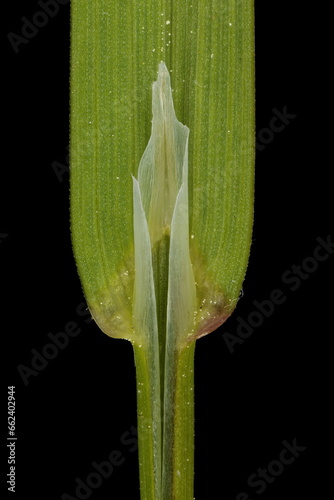 Rough Meadow Grass (Poa trivialis). Ligule and Leaf Sheath Closeup