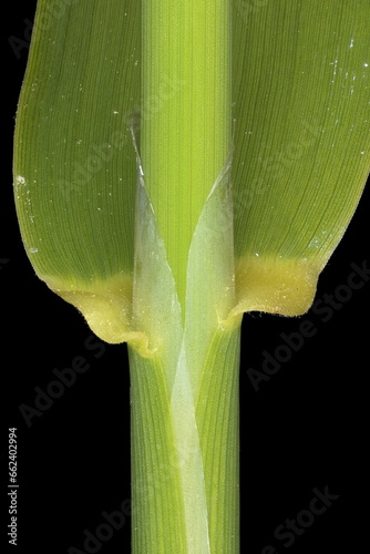 Reed Canary Grass (Phalaris arundinacea). Culm and Leaf Sheath Closeup