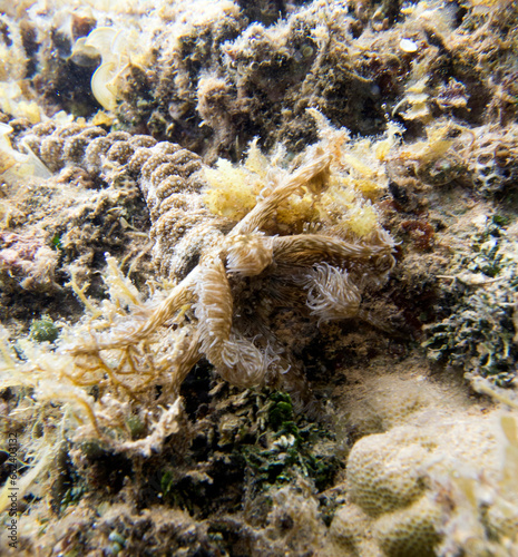 Close up portrait of snake sea cucumber photo