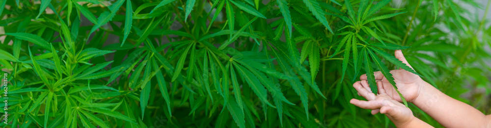 A child holds a cannabis leaf in his hands. Selective focus.