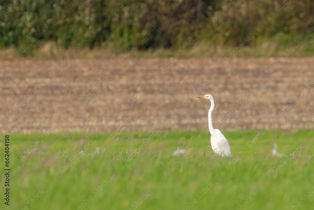 Fototapeta premium great white egret in the field