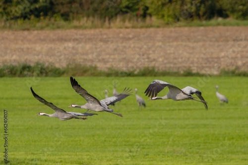 common cranes flying over the field © Andreas