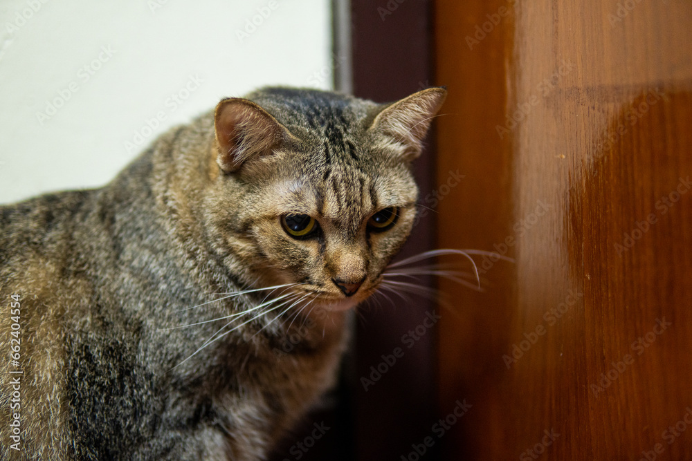fat tabby cat in home 